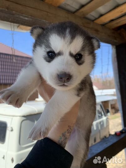 Щенки хаски