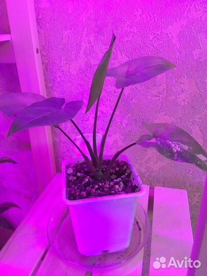 Сингониум, гинура