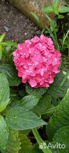 Гортензия саженцы