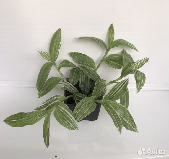 Традесканция Квиксильвер