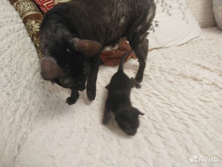 Корниш-рекс