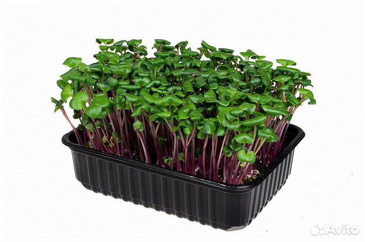 Микрозелень (редис)