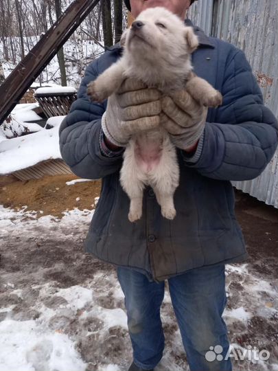 Щенки