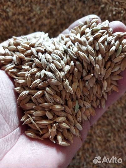 Зерно пшеница, ячмень, овёс, просо