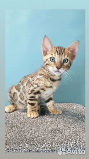 Бенгальская