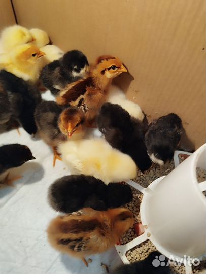 Инкубатор на 72 шт