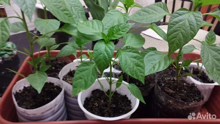 Перец комнатный острый, рассада