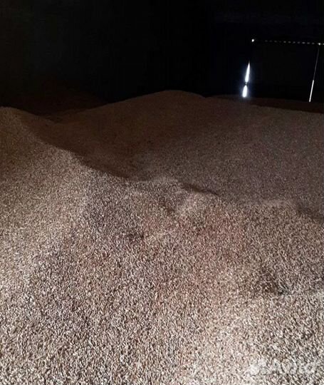 Кормовая пшеница, Кормовой горох корма