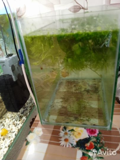 Аквариум с рыбками и принадлежности к нему