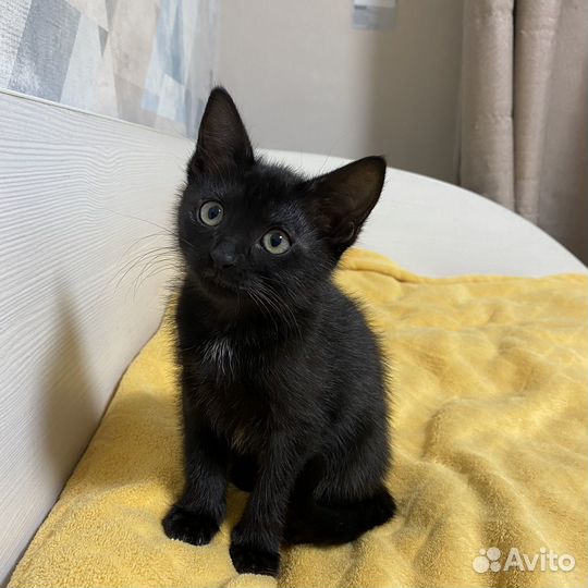 Кошечка в добрые руки