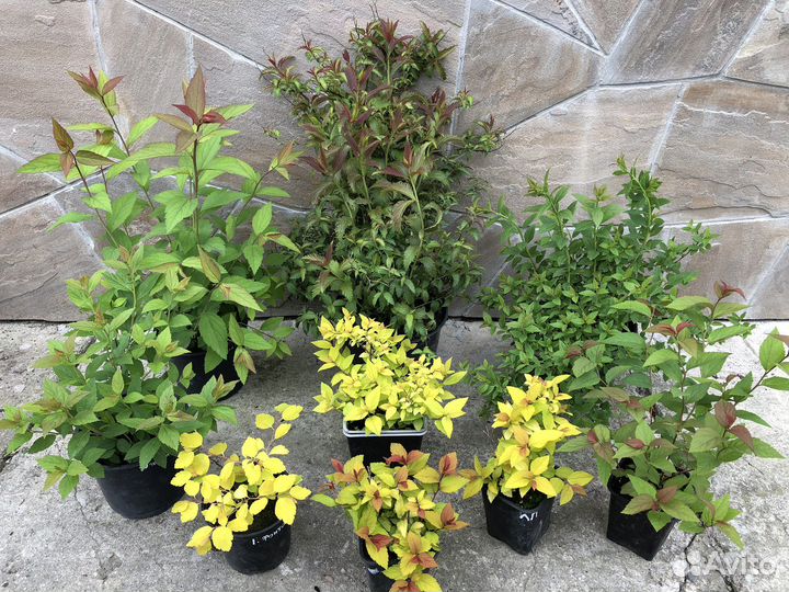 Спиреи разных сортов