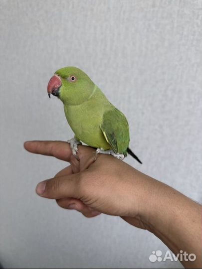 Ожереловый (индийский кольчатый)