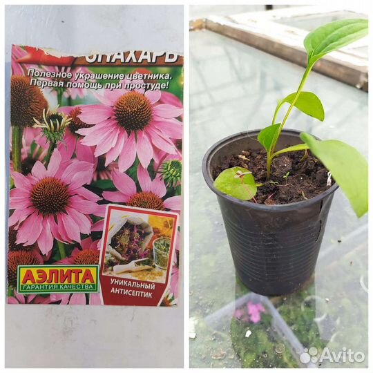 Многолетнии травы, цветы