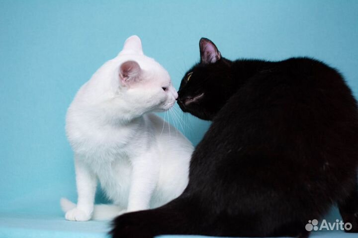 Белый кот аристократ Дэнис ищет дом