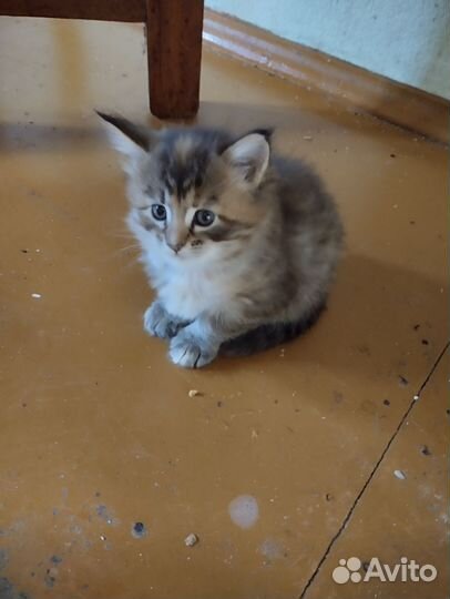 2 котенка 1 месяц