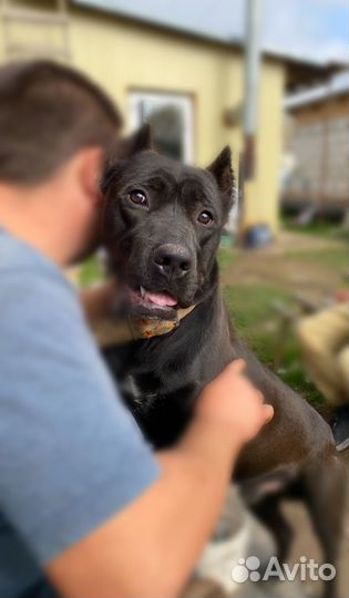 Кобель вязка кане корсо