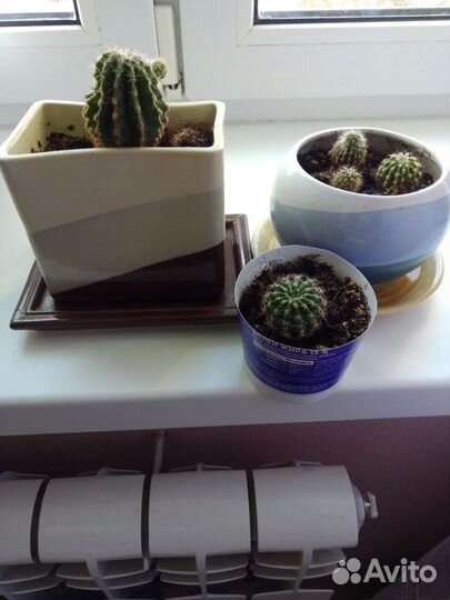 Кактусы в керамическом горшке
