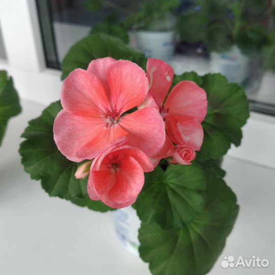 Пеларгония