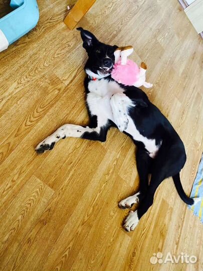 Щенок мальчик