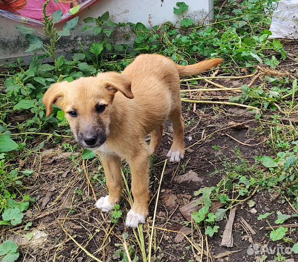 Щенок, девочка