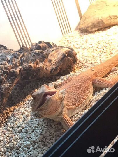 Бородатая агама