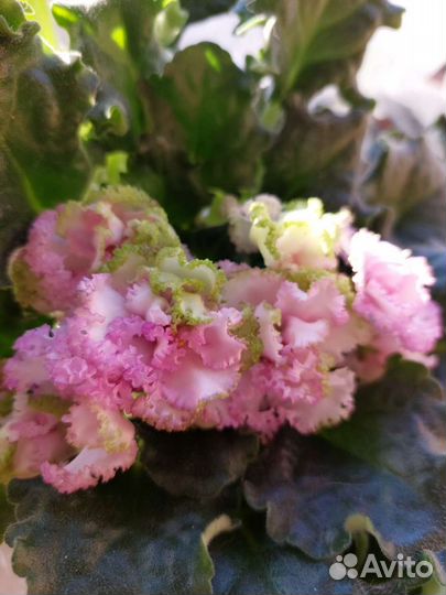 Фиалка сортовая Зеленая роза