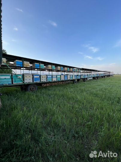 Подсолнечный мёд 2023 оптом