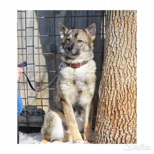 Добрая Ненси ищет дом