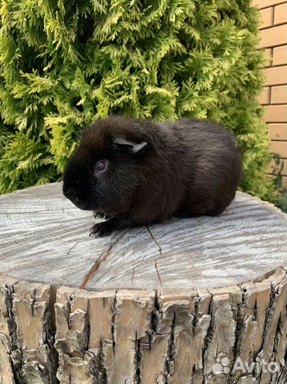 Морская свинка американский тедди