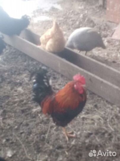 Молодые петушки