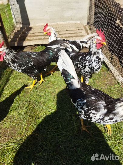 Молодые породистые петухи
