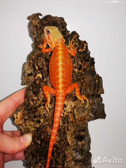 Красные бородатые агамы, рэд, малыши