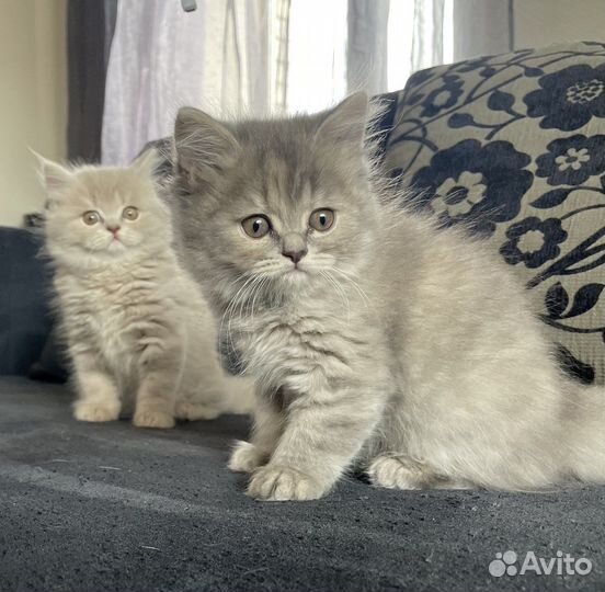 Британские котята