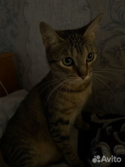 Отдам в добрые руки