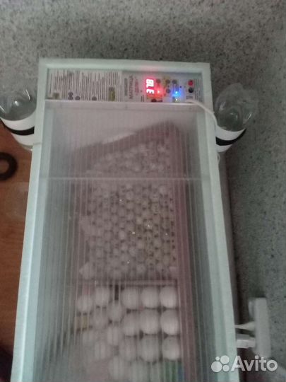 Инкубатор для яиц автоматический бу