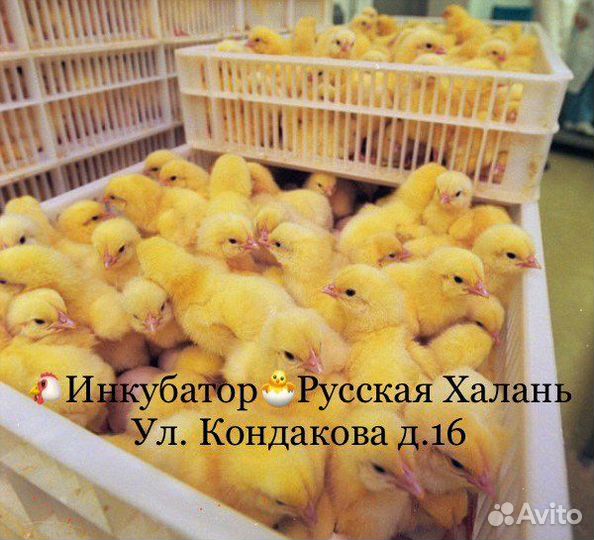 Бройлер Опт и Розница