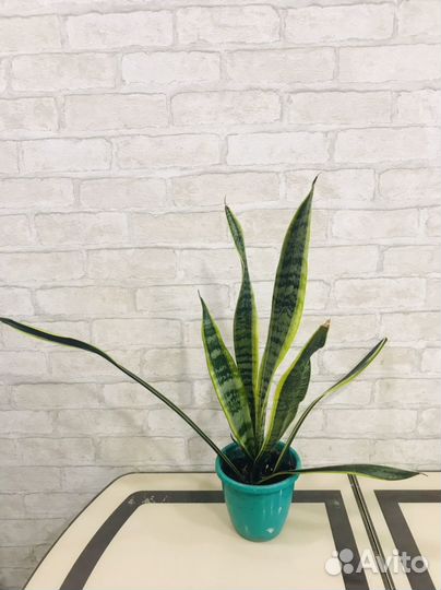 Сансевиерия Лауренти, Хатиора