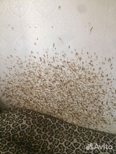 Уничтожение тараканов. Травить клопов. Дезинфекция