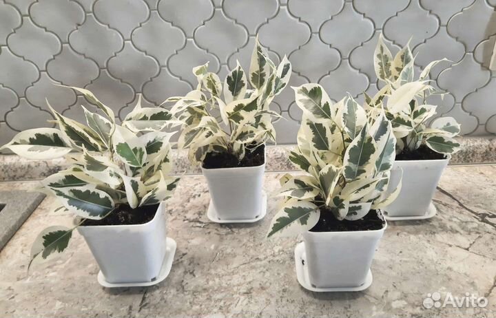 Фикус Белый красавец