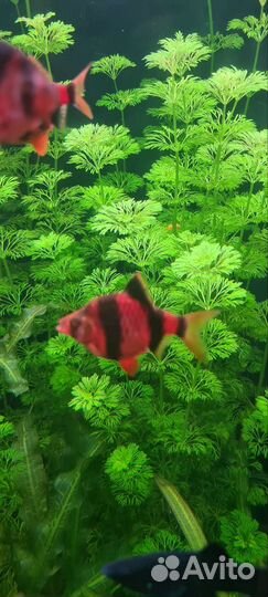 Аквариумные растения