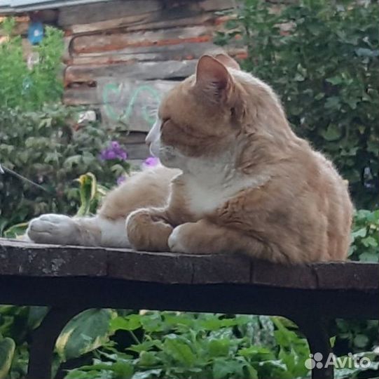 Рыжий котик ищет дом