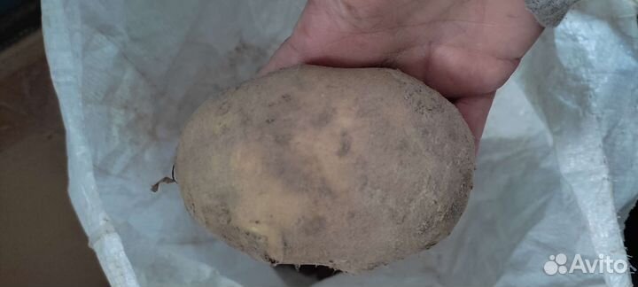 Картофель