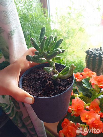 Крассула хоббит