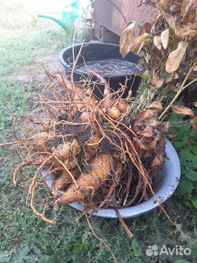 Пион марьин корень