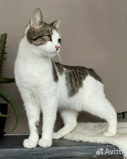 Котик Лакки в добрые руки