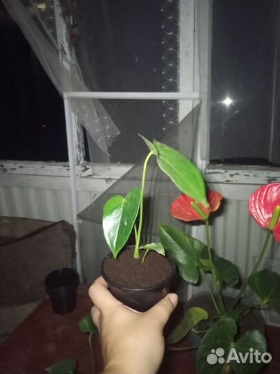 Антуриум красный
