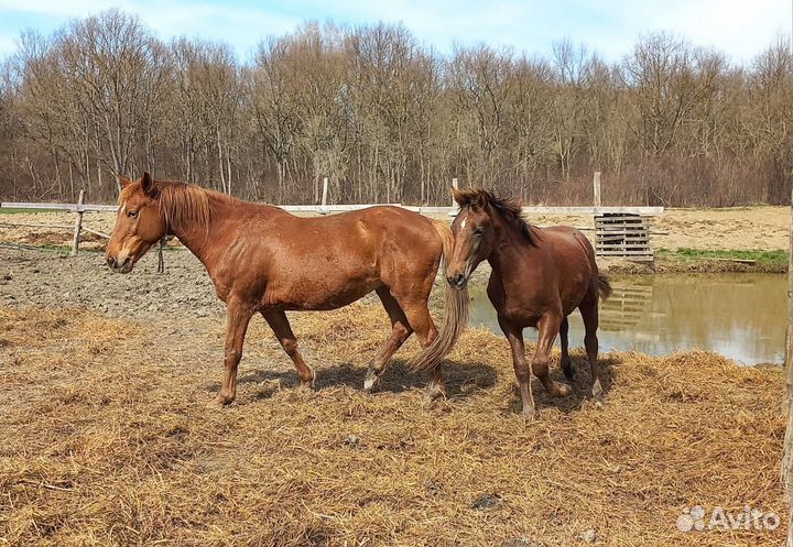 Кобыла с жеребенком