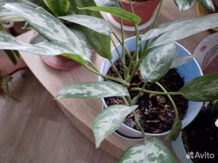 Аглонема отростки