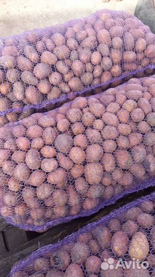 Семенной картофель