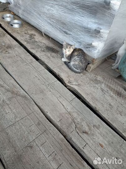 Котята в добрые руки бесплатно